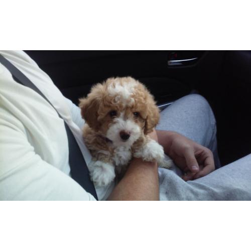 puppy for sale