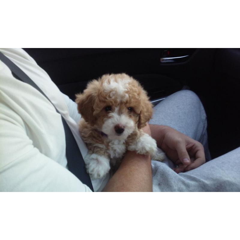 puppy for sale