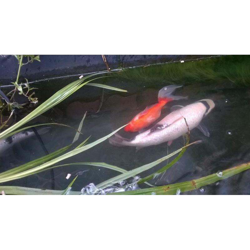 koi carp for sale