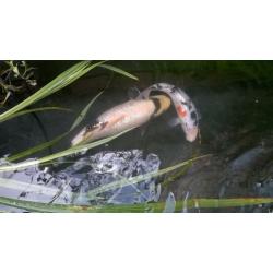 koi carp for sale