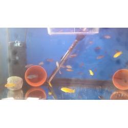 Cichlids