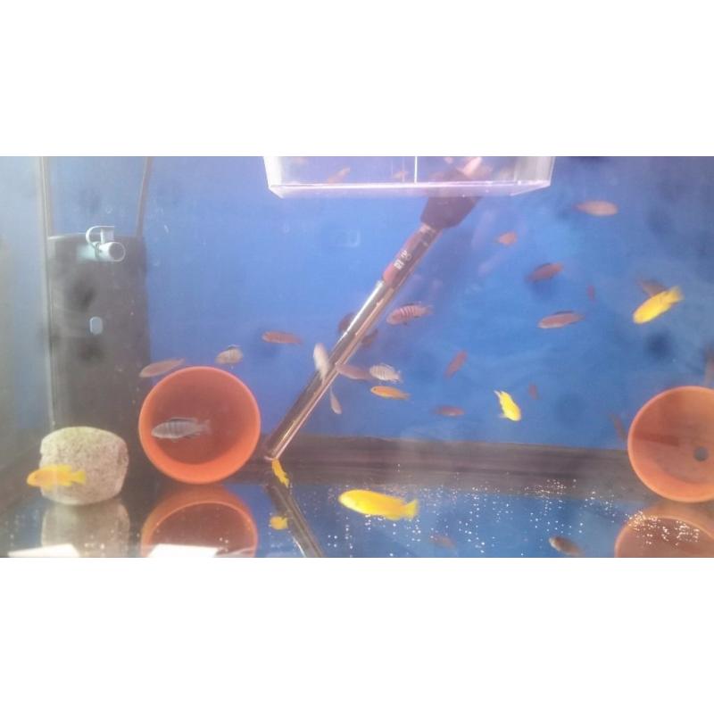 Cichlids