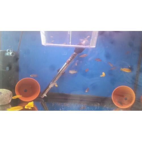 Cichlids