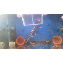 Cichlids