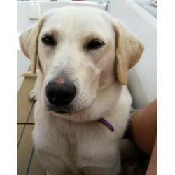 Labrador