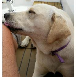 Labrador