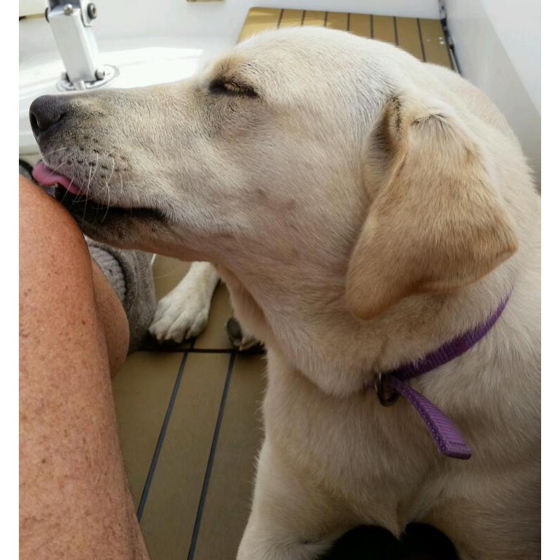 Labrador