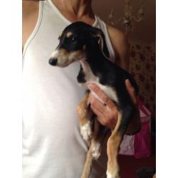 Saluki X greyhound