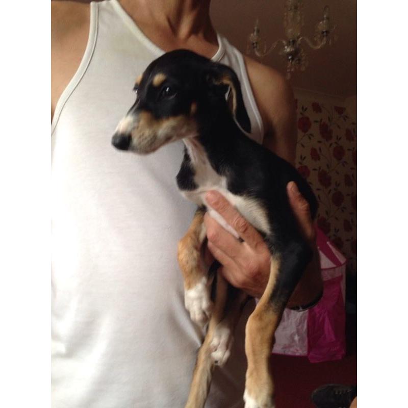 Saluki X greyhound