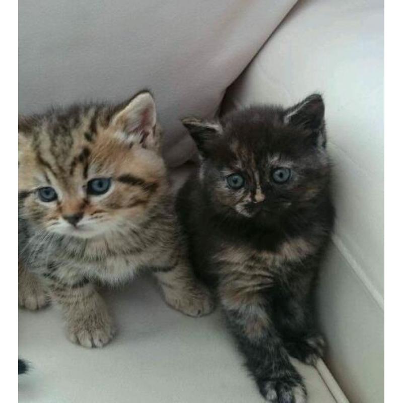 BSH British shorthair pedigree stunning chocolate and tabby kittens