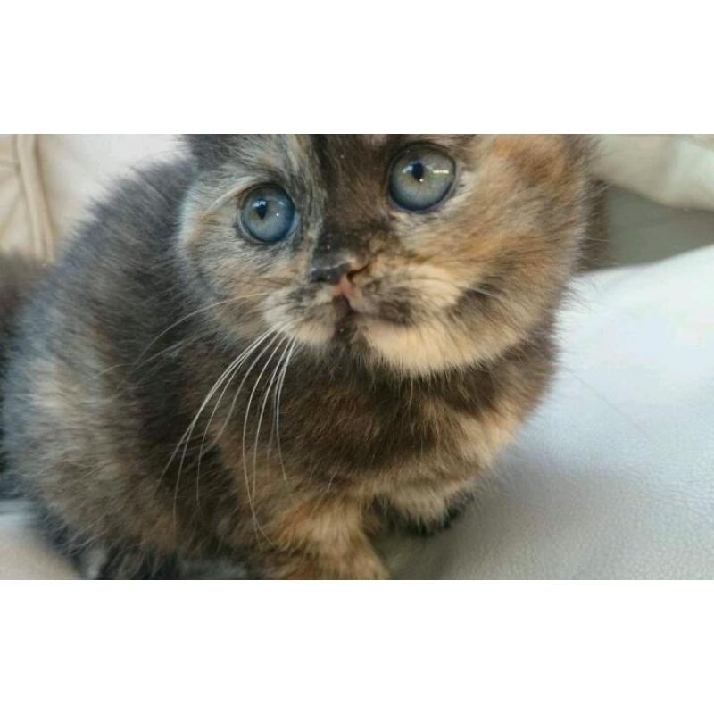 BSH British shorthair pedigree stunning chocolate and tabby kittens