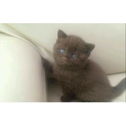BSH British shorthair pedigree stunning chocolate and tabby kittens