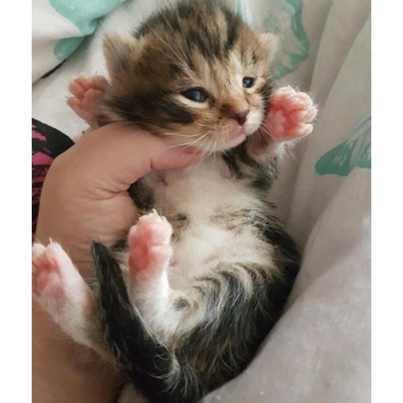 Kittens