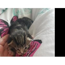 Kittens