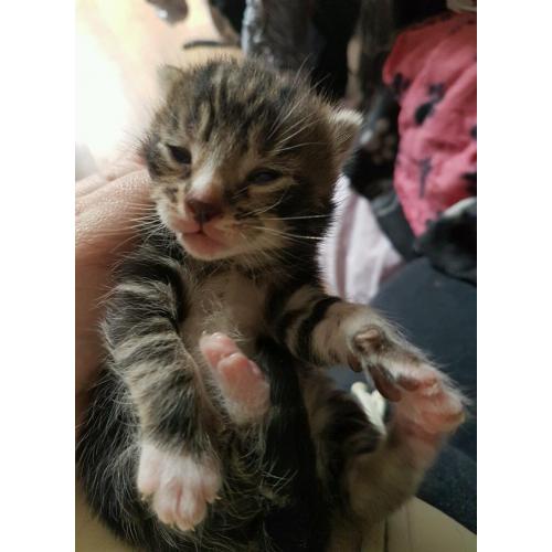 Kittens