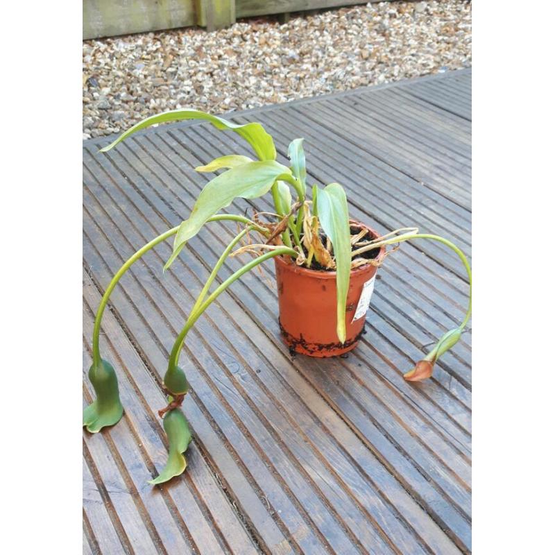 Callia lily in need of tlc