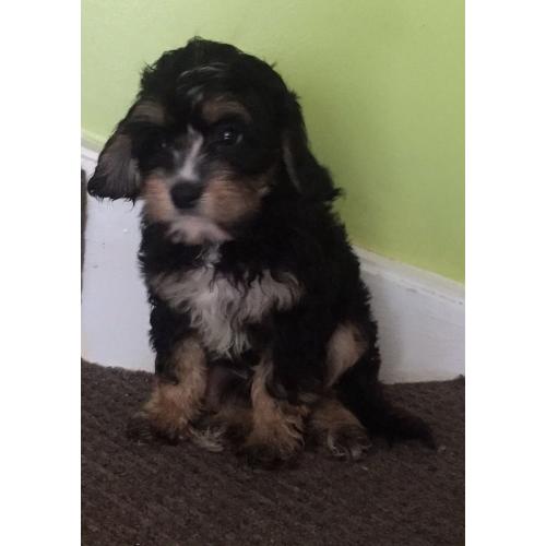 Schnoodle puppy