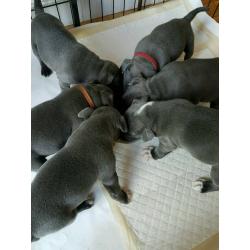 kc reg blue staffy