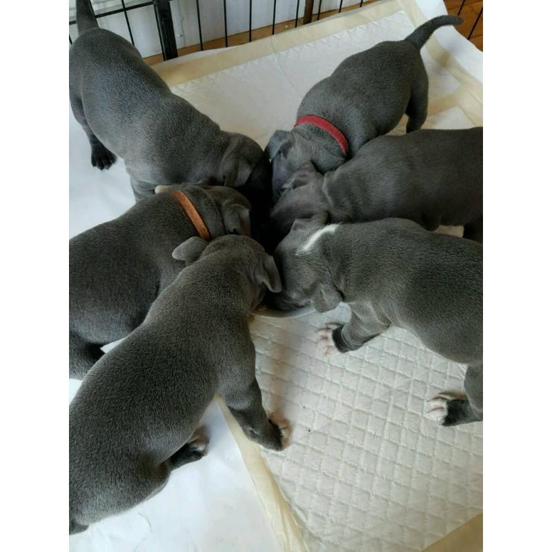 kc reg blue staffy