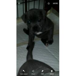 kc reg blue staffy