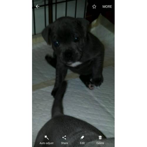 kc reg blue staffy