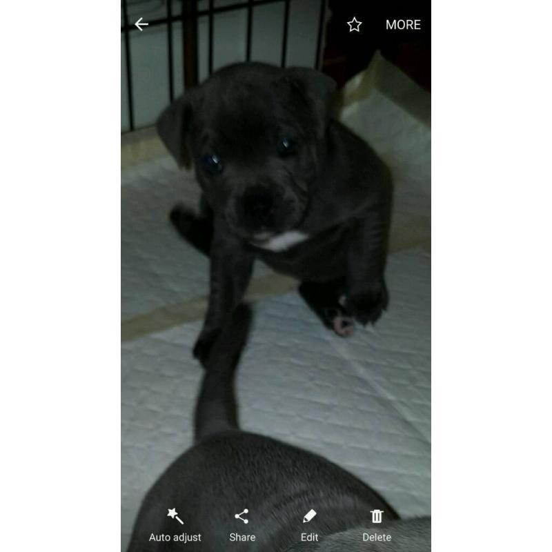 kc reg blue staffy
