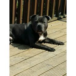 kc reg blue staffy