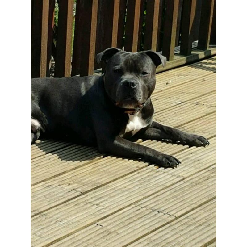 kc reg blue staffy