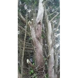 Tree for cutting