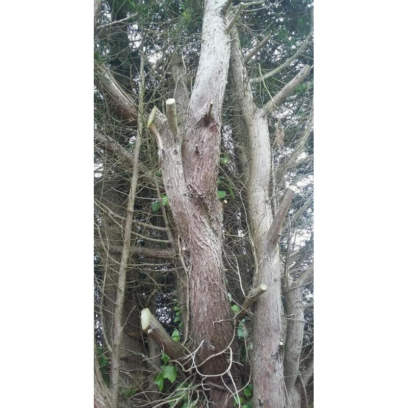 Tree for cutting