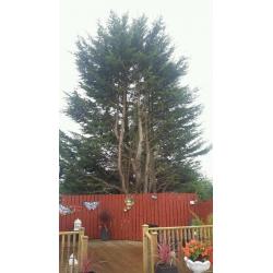 Tree for cutting