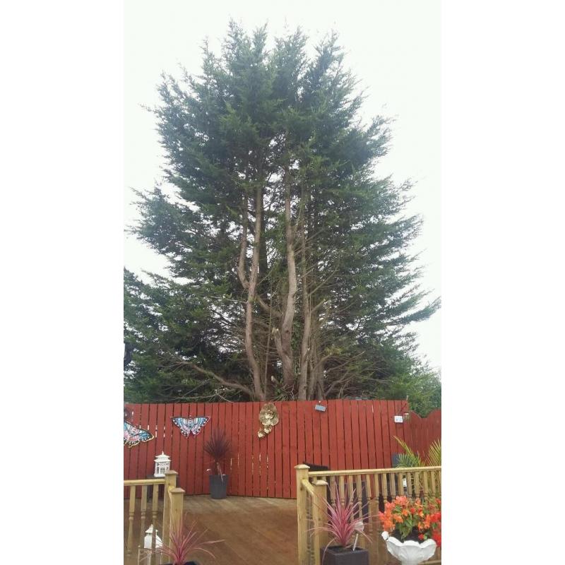 Tree for cutting