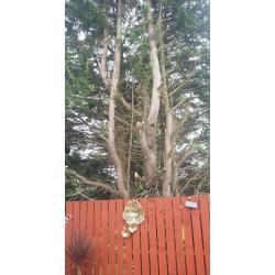 Tree for cutting