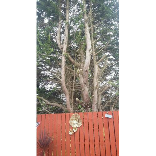 Tree for cutting