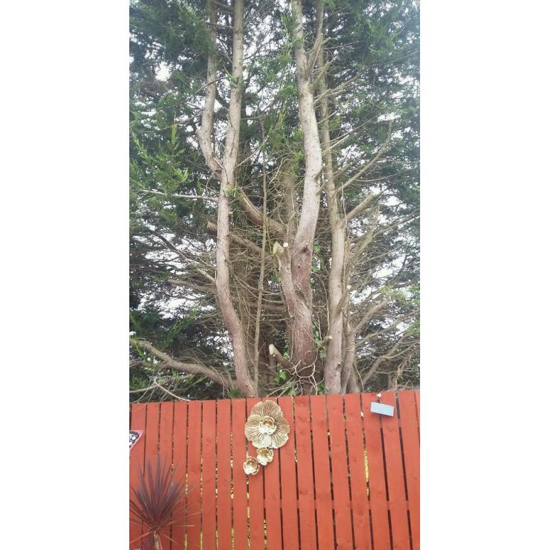 Tree for cutting
