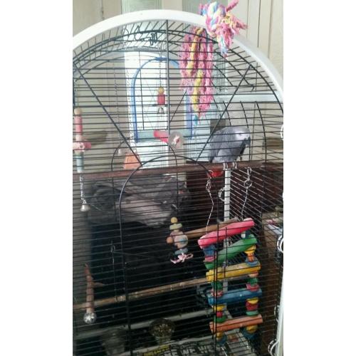 African Grey Parrot
