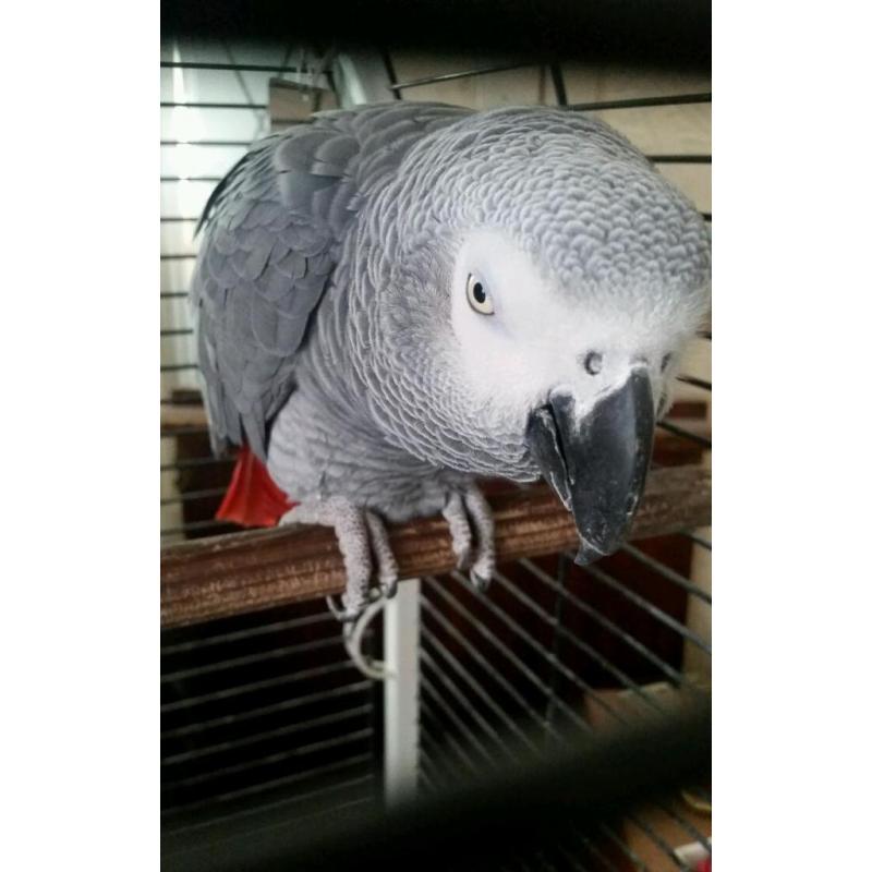 African Grey Parrot