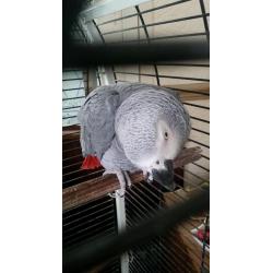 African Grey Parrot