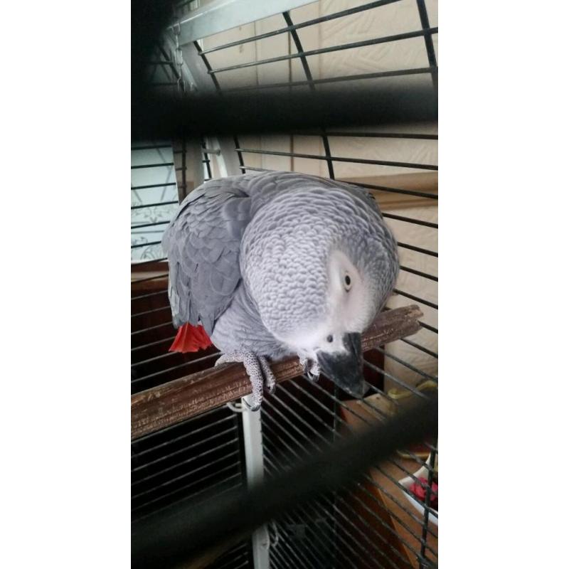 African Grey Parrot