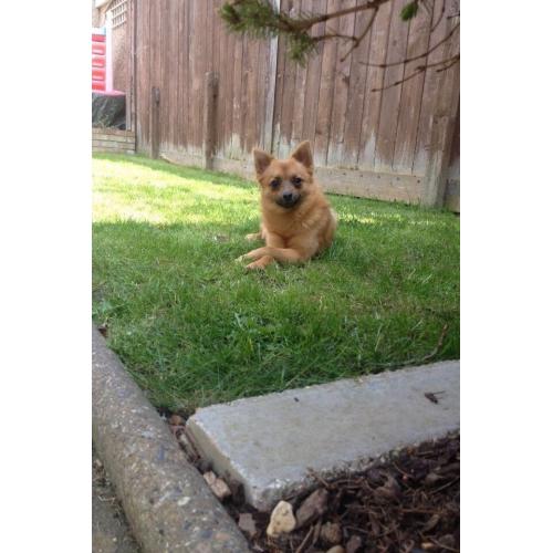 Chihuahua x pom puppies for sale Billericay Essex
