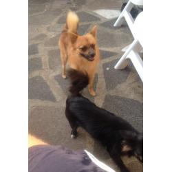 Chihuahua x pom puppies for sale Billericay Essex