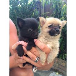 Chihuahua x pom puppies for sale Billericay Essex