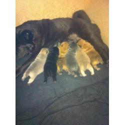 Chow Chow Puppies 2x boys 1x girl, Short Hair.