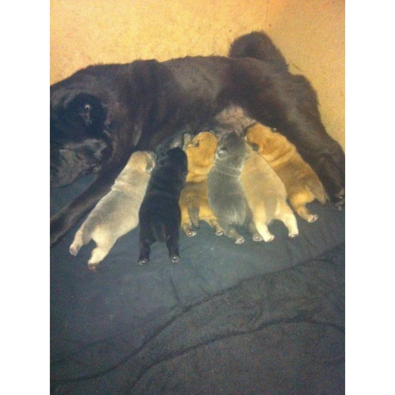 Chow Chow Puppies 2x boys 1x girl, Short Hair.