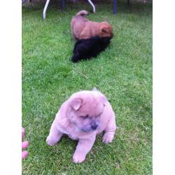 Chow Chow Puppies 2x boys 1x girl, Short Hair.