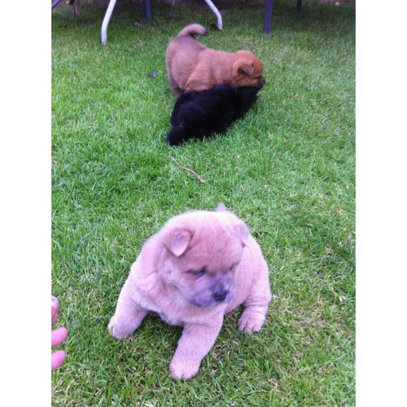 Chow Chow Puppies 2x boys 1x girl, Short Hair.