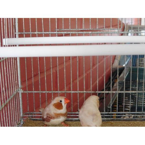 Zebra finches for sale