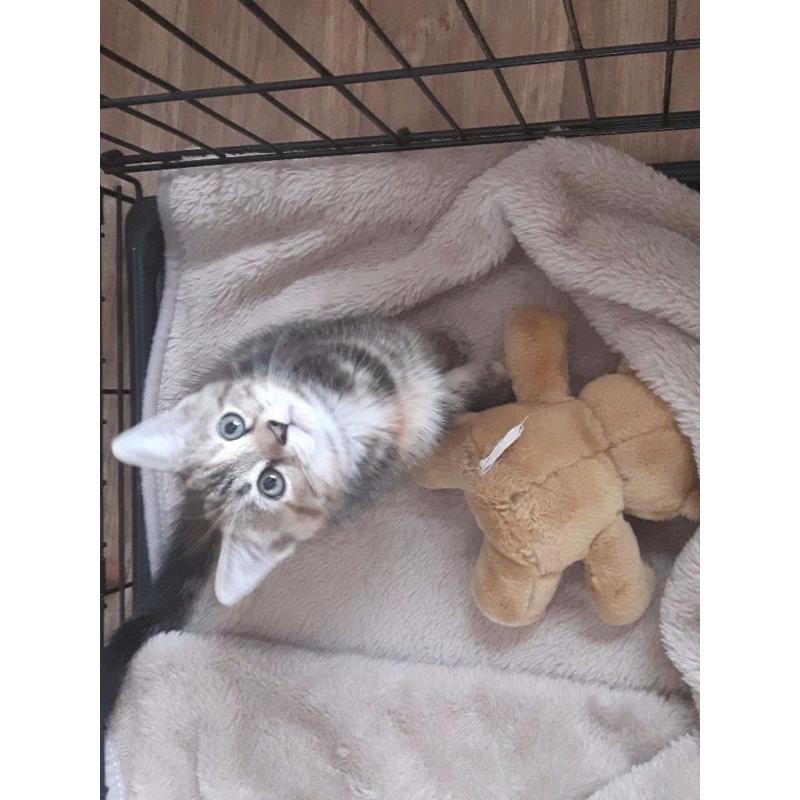 3x kittens left