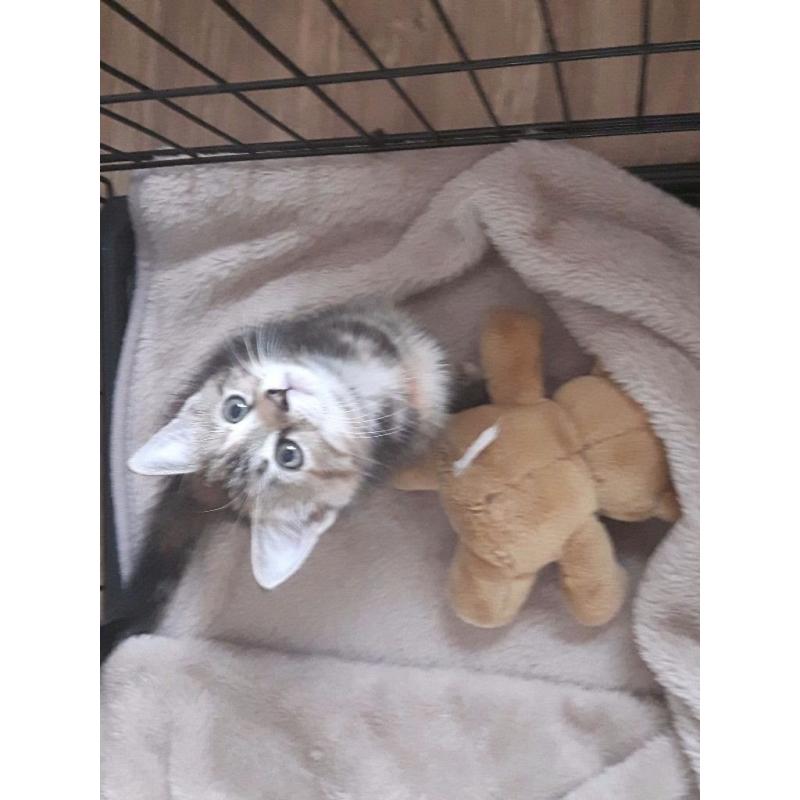 3x kittens left