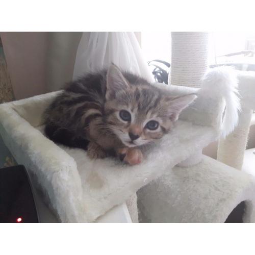 3x kittens left